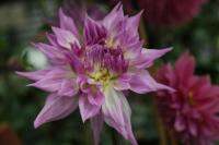 1 หัว /ชุุด เหง้า ต้นรักเร่ Dahlia Bulb สายพันธุ์ Pink Jupiter สีม่วง หัวรักเร่ ดอกไม้ ดอกรักเร่ รักแรกพบ เฟิร์สเลิฟ ดอกไม้นำเข้า พร้อมให้ดอก