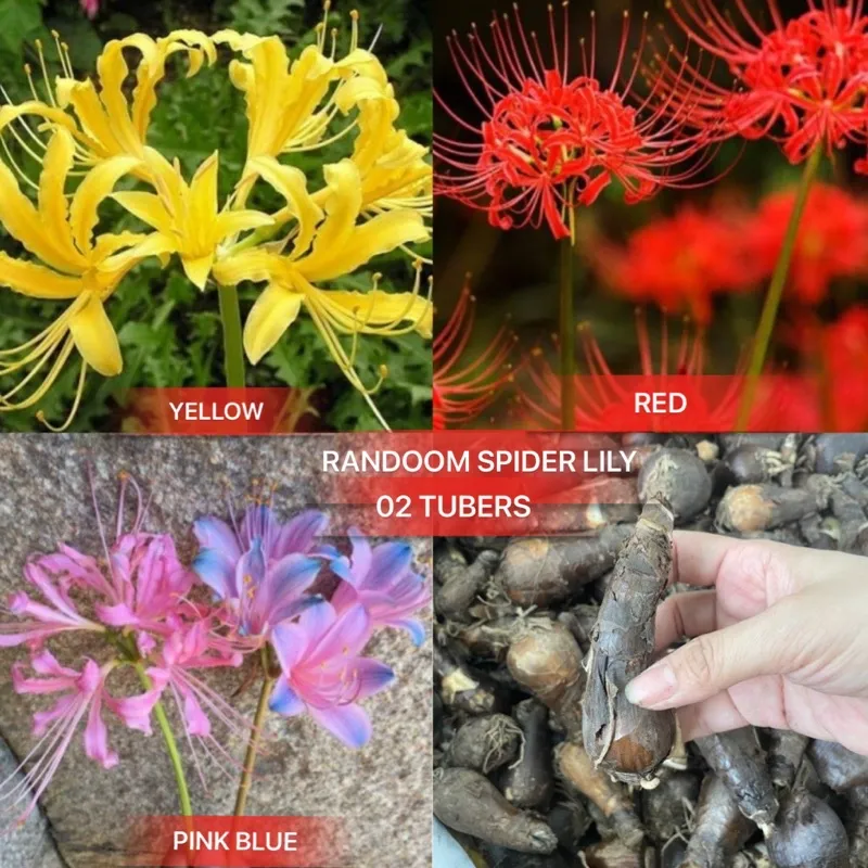 Top 145+ anime with spider lily best 3tdesign.edu.vn