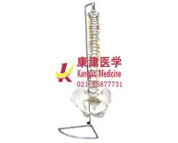 Manufacturers selling spine with pelvic model (not curved) human body skeleton model of human anatomy