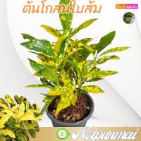 ต้นโกสนใบส้ม ใบขนุน กระถาง 6 นิ้ว(ส่งพร้อมกระถาง)