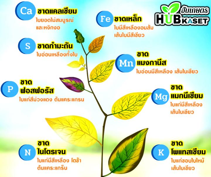 ออสโมโค้ท-1กิโลกรัม-สูตร-13-13-13-ใส่เพียงครั้งเดียว-พืชได้รับปุ๋ยต่อเนื่องนาน-3เดือน