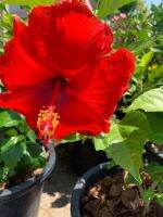 ต้นชบา ฮาวาย ดอกใหญ่ สีแดง เกสรเด่นสวยมาก Hibiscus rosa sinensis. ดอกออกทั้งปี ปลูกไว้ ดอกเต็มหน้าบ้าน สีสรร สวยงาม ต้นสูง 60-70 ซม. ส่งในกระถาง 10 นิ้ว เป็นไม้พุ่ม เลี้ยงง่าย