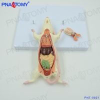 Mice mice organs dissection structure model of biological teaching experimental animal anatomy specimens of animal husbandry