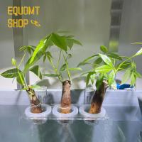 EQUOMT พืชสำหรับตู้ปลาอะคริลิคติดผนังสีขาวแบบแขวนที่ตั้งต้นไม้น้ำที่ตั้งต้นไม้ที่ลอกออกได้อุปกรณ์ตู้ปลาการเพาะปลูกต้นไม้แขวน