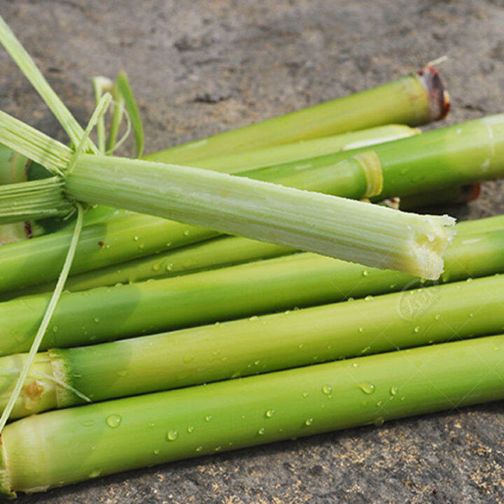 50 pcs seeds Sugarcane seeds, seedlings, green skin, sweet