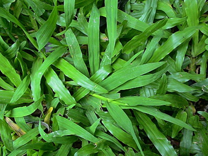 ขายส่ง-1-กิโลกรัม-เมล็ดหญ้ามาเลเซีย-tropical-carpet-grass-หญ้าเห็บ-หญ้าไผ่-หญ้าปูสนาม-สนามหญ้า-เมล็ดพันธ์หญ้า-ปูหญ้า-ปูสนาม-สนามหญ้าและสวน