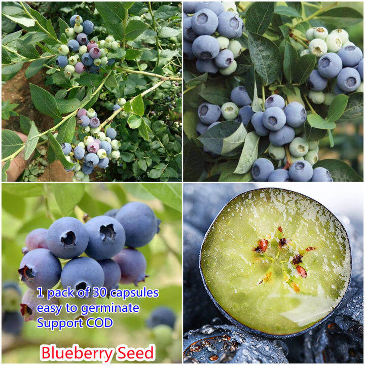 Ready Stock Tropical Fruit Tree Hybrid Blueberry Berry Fruit Plant