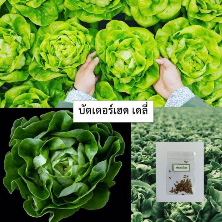 เมล็ดผักสลัดบัตเตอร์เฮด-เดลี่-100-เมล็ด-ซื้อ10แถม1-คละได้