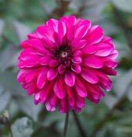 1 หัว/ออเดอร์ รักเร่ Dahlia Bulbs สายพันธุ์ PROFUNDO หัวรักเร่ ดอกไม้ หัวหน่อ เหง้า นำเข้า เนเธอร์แลน หัวสดใหม่