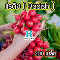 เรดิชสีแดง ? เรดเรดิช หัวผักกาด แรดิช Radish 200 เมล็ด เมล็ดคุณภาพเกรดเอ อัตราการงอกสูง