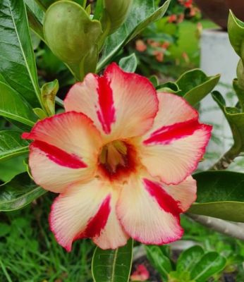 2 เมล็ด เมล็ดพันธุ์ ชวนชม สายพันธุ์ Delphine สีเหลืองแดง Bonsai Desert Rose Adenium Seed กุหลาบทะเลทราย ราชินีทะเลทราย บอนไซ มีคู่มือปลูก