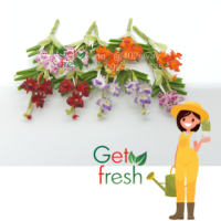 Get Fresh ดอกไม้ดินปั้น 10 ต้น ,ดอกไม้จิ๋ว ,ดอกกล้วยไม้ ช้างกระ,  Miniature Clay Flower , Fake Flower ,  ขนาดวัดด้วยมือประมาณ 2.5 x 6 cm  เกรดสวยงานละเอียด