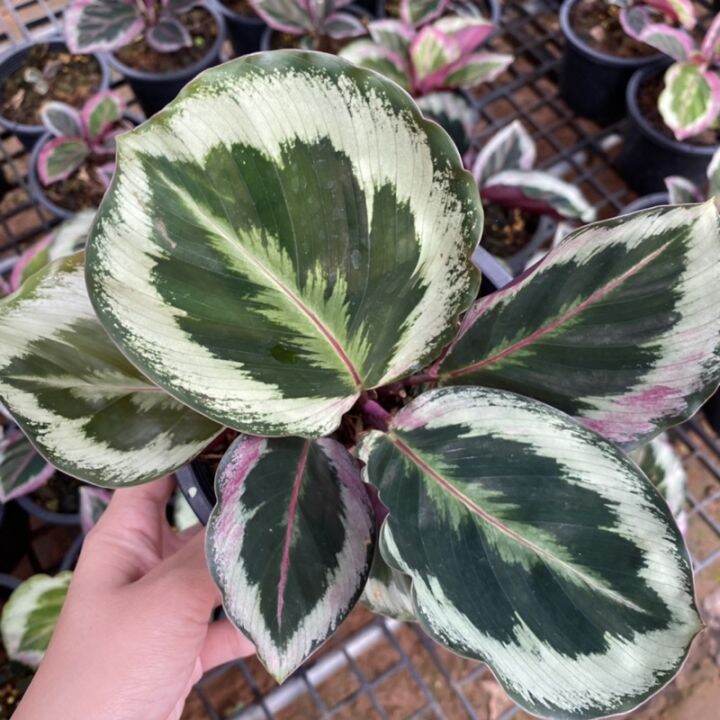 มาใหม่-คล้านกยูง-ลายเงิน-calathea-roseopicta-illustris-กระถาง5นิ้ว-คุ้มสุดสุด-ต้นไม้-ฟอก-อากาศ-กระถาง-ต้นไม้-ไม้-ประดับ-ต้นไม้-ปลูก-ใน-บ้าน