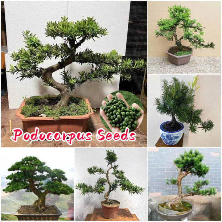 [Easy to grow in Philippines] Podocarpus Seeds for Planting (15 Seeds