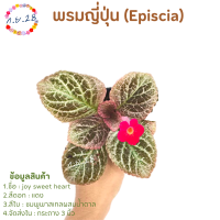 [11]พรมญี่ปุ่น "จอย สวีทฮาร์ท" (joy sweet heart) ใบสีชมพูพาสเทลผสมน้ำตาล ดอกแดง ส่งในกระถาง 3