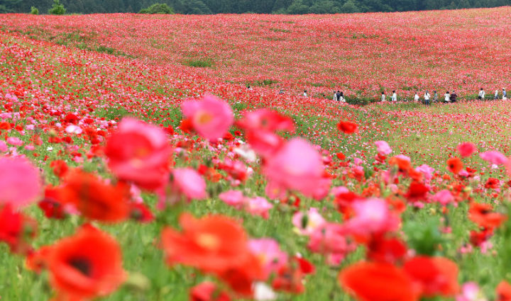 เมล็ดดอกป็อปปี้-คละสี-poppy-flower-mix-ปลูกประดับสวยงามประมาณ100-300เมล็ด-ซอง