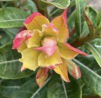 2 เมล็ด เมล็ดพันธุ์ ชวนชม สายพันธุ์ My Fair Lady สีเหลืองชมพู Bonsai Desert Rose Adenium Seed กุหลาบทะเลทราย ราชินีทะเลทราย บอนไซ มีคู่มือปลูก