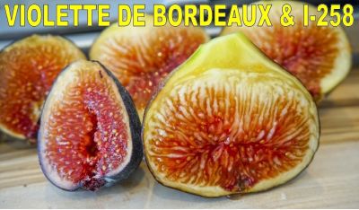 พันธุ์ Violet de Bordeaux (วีดีบี) Fig ต้นมะเดื่อฝรั่ง อร่อยมาก ต้นสมบูรณ์มาก รากแน่นๆ จัดส่งพร้อมกระถาง 6 นิ้ว ลำต้นสูง 40-50ซม ต้นไม้แข็งแรงทุกต้น เรารับประกันจัดส่งห่ออย่างดี