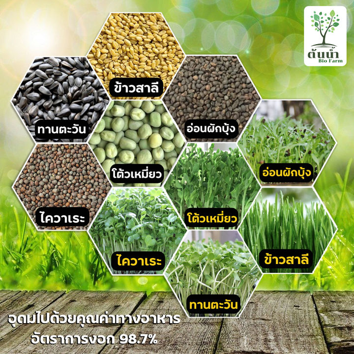 เมล็ดต้นอ่อนกระเจี๊ยบแดง-organic100-เมล็ดพันธุ์ผัก-เมล็ดสำหรับเพาะงอกพร้อมปลูก-ต้นอ่อนกระเจี๊ยบแดง