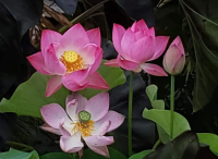 5 เมล็ดพันธุ์ บัว สายพันธุ์ PRINCESS HARPER OF TEN MILE CREEK LOTUS สีชมพู เพาะปลูกและเก็บเมล็ดในไทย ขยายพันธุ์ในไทยได้ สายพันธุ์นิยมปลูกในอเมริกา