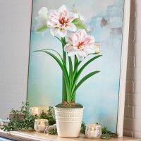 1 หัวว่าน ว่านสี่ทิศฮอลแลนด์ Amaryllis Aquaro 18-24 ซม สินค้านำเข้า แช่เย็นแล้ว หัวขนาดใหญ่ สินค้าจำนวนจำกัด