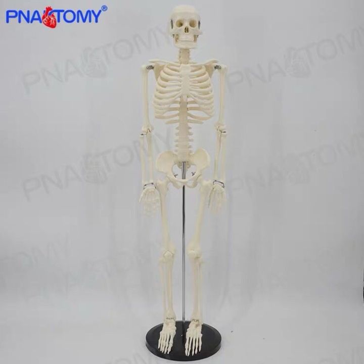 simulation-model-of-whole-body-skeleton-skeleton-skeleton-spine-small-removable-bending-medical-teaching-yoga-bonesetting