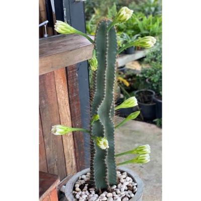 HOT** คอนโดนางฟ้ายักษ์ตัดสดไซส์ss=15-25ซม. Cereus hexagonus////ต่อชุด(ชุดละ3กิ่งค่ะ) ส่งด่วน พรรณ ไม้ น้ำ พรรณ ไม้ ทุก ชนิด พรรณ ไม้ น้ำ สวยงาม พรรณ ไม้ มงคล