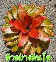 สับปะรดสี Neoregelia Orange Glow ไม้มงคล ไม้ฟอกอากาศ จัดส่งแบบถอดกระถาง