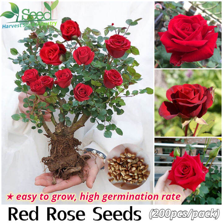 [Fast Germination] Red Rose Bonsai Seeds Flower Seeds for Planting (200