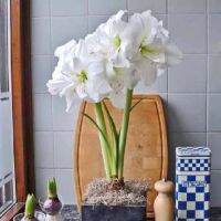 1 หัวว่าน ว่านสี่ทิศฮอลแลนด์ Amaryllis White Nymph 18-24 ซม สินค้านำเข้า แช่เย็นแล้ว หัวขนาดใหญ่