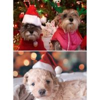 Christmas Hat Breathable Pet Caps Plush Cloth Xmas Dog Headdress with Windproof Rope Santa Claus Hats Home Decoration