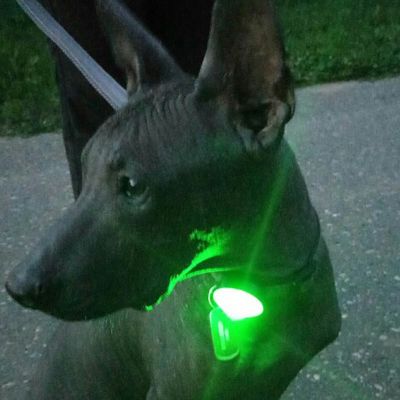 TRUELOVEแอลอีดีสุนัขสัตว์เลี้ยงโคมไฟ: ปลอกคอสุนัขLedจี้Glow Night Safety LedสุนัขไฟฉายสำหรับปลอกคอและสายจูงLeash