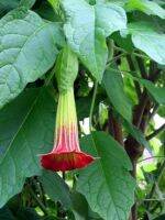 30 เมล็ดพันธุ์ เมล็ด เมล็ดพันธุ์ ต้นดอกระฆัง ดอกลำโพง แตรนางฟ้า Datura metel L. Angel Trumpet Seeds อัตราการงอก 80-85%