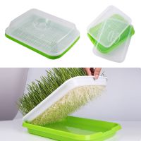 【hot】✑  Germination Tray Pea Mung Cultivation Soilless