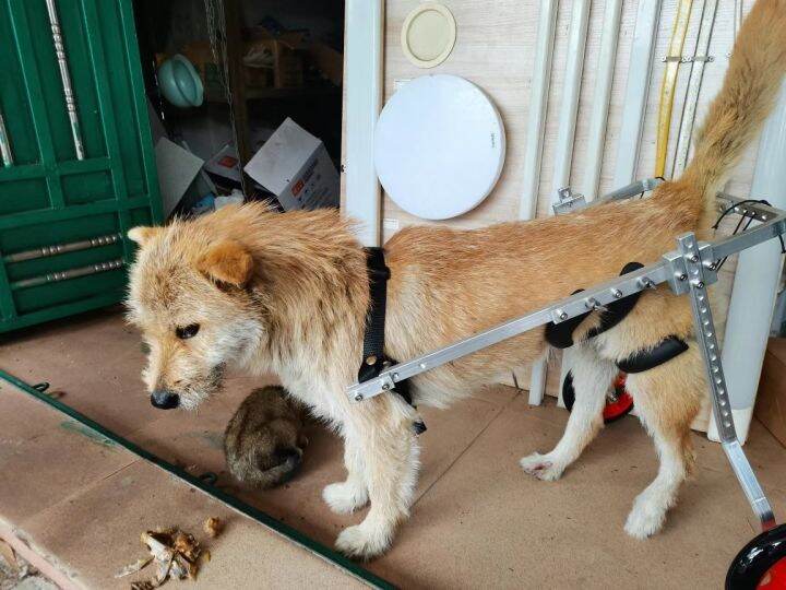 Dog hind limb paralysis pet Walker disabled dog hind leg assist cat
