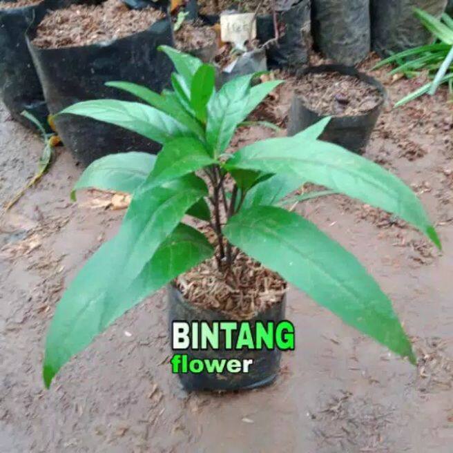 Tanaman Herbal Gandarusa Bibit Tanaman Herbal Gandarusa Lazada Indonesia 8823