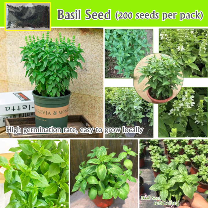 Highest Quality 50pcs Fresh Thai Sweet Basil Seeds for Sale