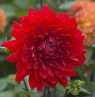 1 หัว/ออเดอร์ รักเร่ Dahlia Bulbs สายพันธุ์ GARDEN WONDER หัวรักเร่ ดอกไม้ หัวหน่อ เหง้า นำเข้า เนเธอร์แลน หัวสดใหม่