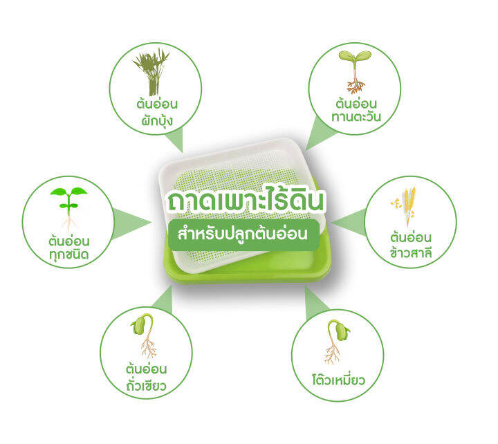 ถาดพลาสติกเพาะต้นอ่อนพร้อมฝาปิด-ผักไมโครกรีน-microgreen-tray-สีเขียวขนาด-240x305x50-มม-โดยไม่ใช้ดิน-ทานตะวัน-โต้วเหมี่ยว-ไควาเระ-ถั่วงอก