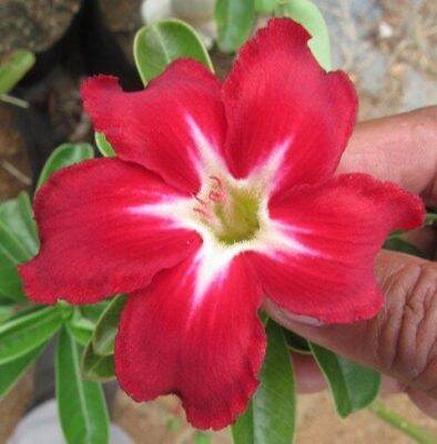 12 เมล็ด เมล็ดพันธุ์ ชวนชม สายพันธุ์ไต้หวัน ดอกชั้นเดียว Adenium Seeds กุหลาบทะเลทราย Desert Rose ราชินีบอนไซ อัตรางอก 80-90% มีคู่มือปลูก