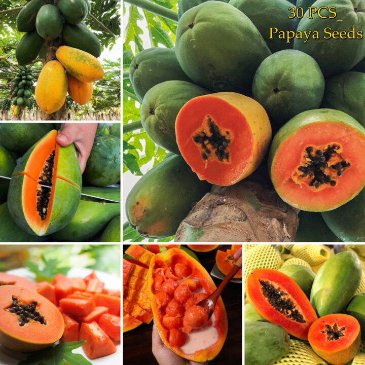 [Local Seller] Dwarf Hybrid Red Papaya Seeds for Planting Benih Pokok