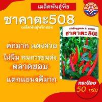 ส่งด่วน! เมล็ดพริกซาคาตะ508 ผลดก สีแดงสด แตกกิ่งก้านดี เก็บเกี่ยวได้นาน