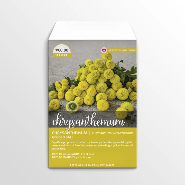 Golden Ball Chrysanthemum Seeds Lazada PH