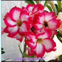 12 เมล็ด เมล็ดพันธุ์ ชวนชม สายพันธุ์ไต้หวัน ดอกสีชมพู Adenium Seed กุหลาบทะเลทราย Desert Rose ราชินีบอนไซ อัตราการงอกสูง 80-90% มีคู่มือปลูก