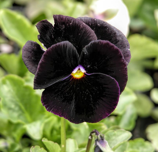 Viola Cornuta Back to Black Seeds, Pansy Seeds | Lazada PH