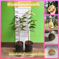 ต้นทุเรียนพวงมณี (แบบเสียบยอด)ขนาด 60-70 cm