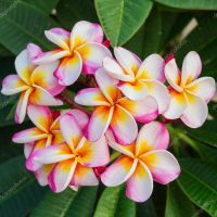 30 เมล็ดพันธุ์ เมล็ด ลั่นทม หรือ ลีลาวดี สายพันธุ์แคระ Frangipani Plumeria Seed นำเข้าจากฮาวาย อัตราการงอก 80-85%