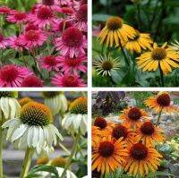 100 เมล็ดพันธุ์ เมล็ด เมล็ดพันธุ์ เอ็กไคนาเซีย หรือ โคนฟลาวเวอร์ Echinacea Coneflower Seeds อัตราการงอก 80-85%