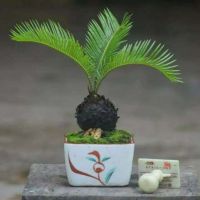 หัวหน่อ ปรงญี่ปุ่น Cycas siamensis ขนาดจิ๋ว 10-15 เซนติเมตร ขนาดเล็ก หายาก