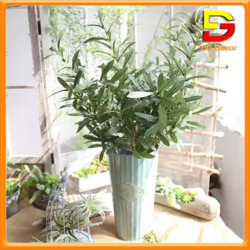 Olive Tree Giá Tốt T09/2024 | Mua tại Lazada.vn